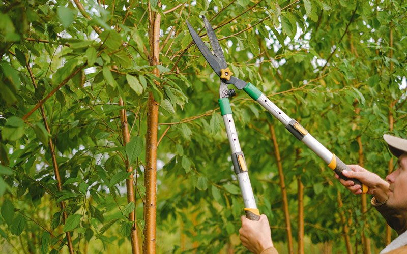 Tree trimming in Tinley Park, IL