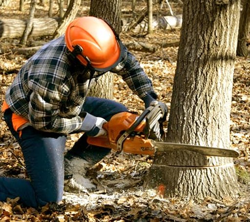 Tree Removal in Tinley Park, IL